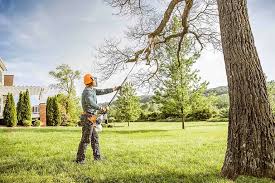 Best Tree Cabling and Bracing  in Jennings, LA