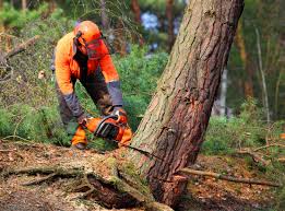 Best Hazardous Tree Removal  in Jennings, LA