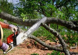 How Our Tree Care Process Works  in  Jennings, LA