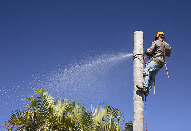 Mulching Services in Jennings, LA