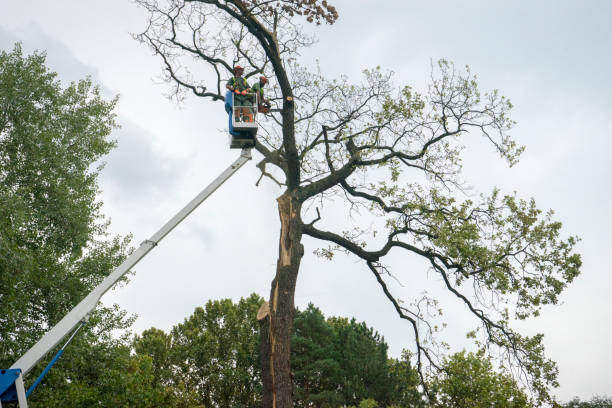 Reliable Jennings, LA Tree Care Solutions