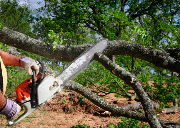 Best Seasonal Cleanup (Spring/Fall)  in Jennings, LA